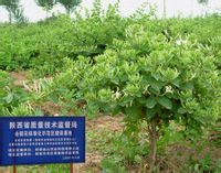 樹(shù)型金銀花標(biāo)準(zhǔn)化示范基地