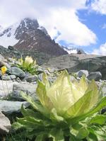 天山、雪蓮花渾然天成