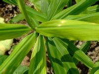 姜 植物形態(tài)