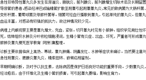 急性非特異性睪丸炎的病理特征和診斷