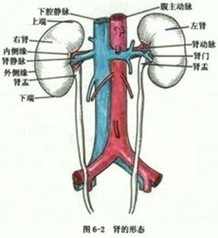 2019年中西醫(yī)執(zhí)業(yè)醫(yī)師重要考點(diǎn)急性腎小球腎炎發(fā)病機(jī)理