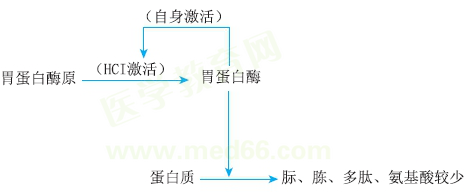 胃蛋白酶作用機制