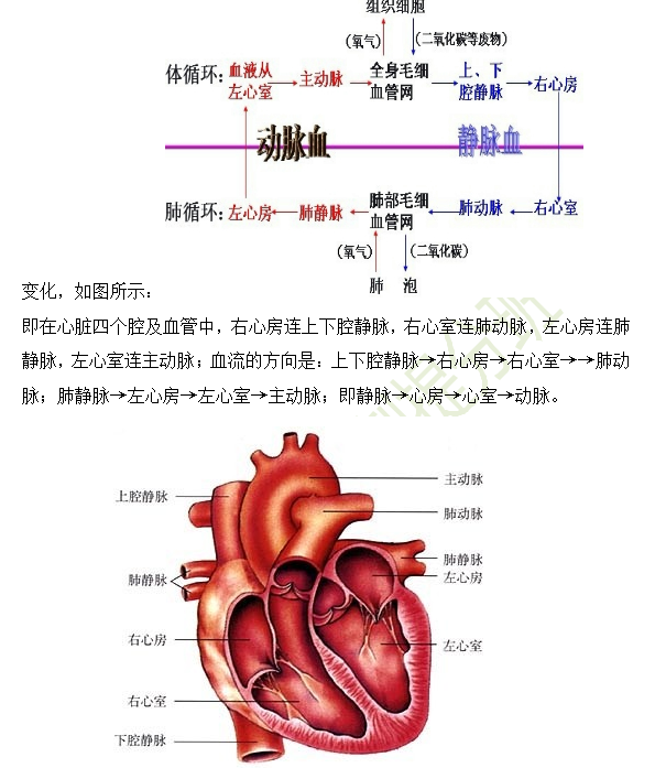 2019年臨床助理醫(yī)師心血管系統(tǒng)16個高頻考點速記！