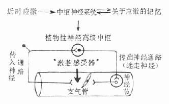 情緒影響哮喘的生理機制