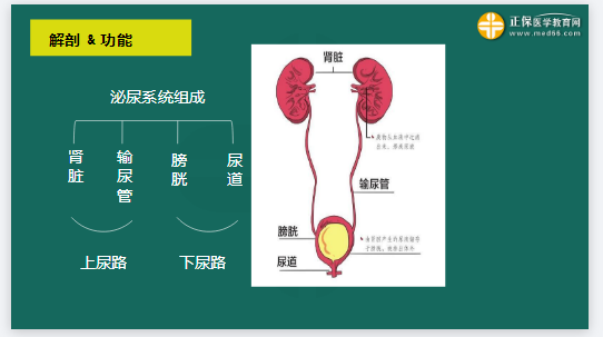 泌尿系統(tǒng)的組成