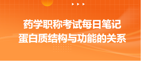 2024藥學職稱考試每日筆記：蛋白質結構與功能的關系