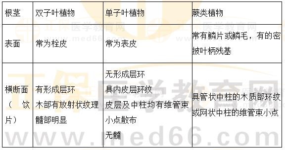 根及根莖類植物概述-2023執(zhí)業(yè)藥師《中藥一》重要知識點(diǎn)打卡