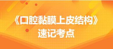 《口腔黏膜上皮結(jié)構(gòu)》速記考點