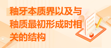 《釉牙本質界以及與釉質最初形成時相關的結構》筆試速記考點