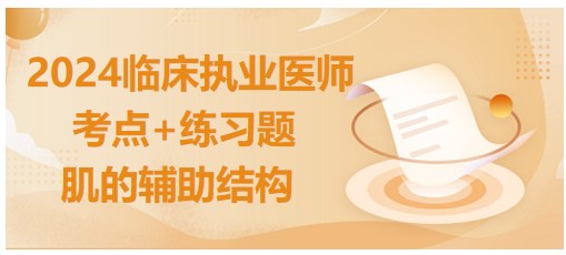 肌的輔助結(jié)構(gòu)